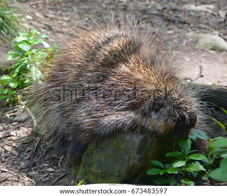 The North American porcupine (Erethizon dorsatum), also known as the Canadian porcupine or common porcupine, is a large rodent in the New World porcupine family. 