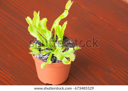 Plant predator Dionaea muscipula