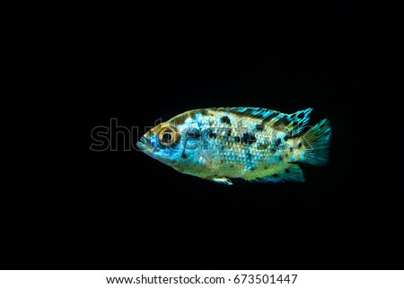 Aquarium fish on a black background