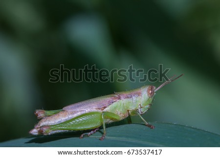 young grasshopper nymph on green leaf