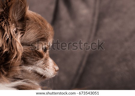 portrait of brown chihuahua 