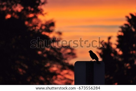 Small silhouette of a bird sitting on the road sign surrounded by trees. Sunset background.