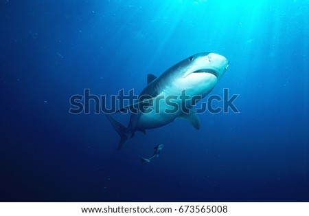 Tiger Shark (galelcerdo cuvieri), underwater view