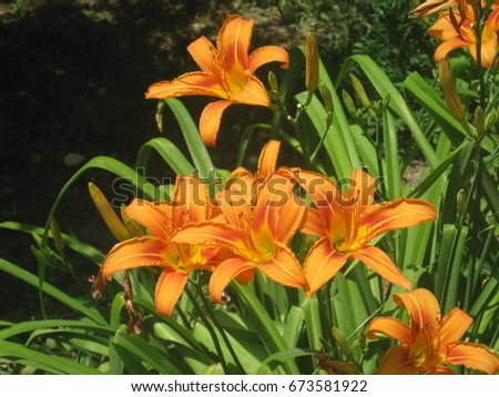 Gorgeous Lily flowers in the garden