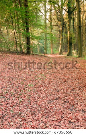 Forest in autumn with leafs on the ground