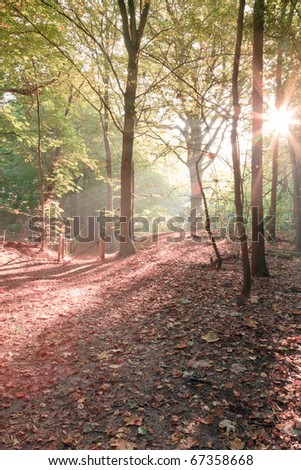 Forest in autumn with leafs on the ground in the mist with sunrays