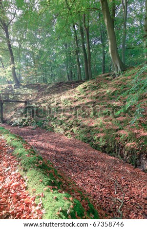 Forest in autumn with leafs on the ground
