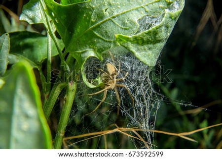 Large spider with egg
