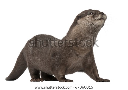 Oriental small-clawed otter, Amblonyx Cinereus, 5 years old, walking in front of white background