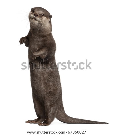 Oriental small-clawed otter, Amblonyx Cinereus, 5 years old, standing in front of white background