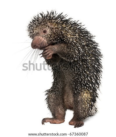 Brazilian Porcupine, Coendou prehensilis, standing in front of white background