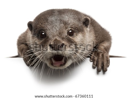 Oriental small-clawed otter, Amblonyx Cinereus, 5 years old, with mouth open in front of white background