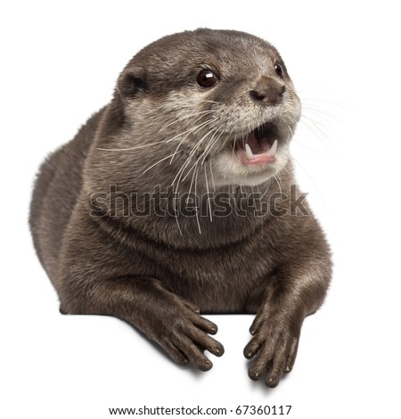 Oriental small-clawed otter, Amblonyx Cinereus, 5 years old, lying in front of white background