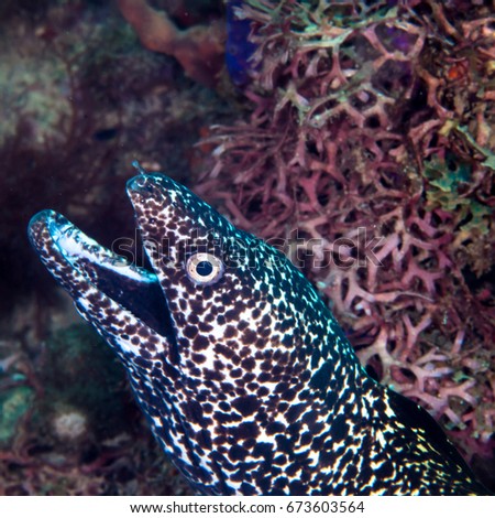 A spotted moray eel swimming out of his hole in the reef