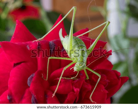 Meadow Grasshopper (Chorthippus parallelus). Macro photograph of a brown grasshopper sitting on rose flower. Macro, shallow depth of field