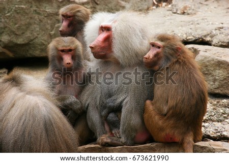 hamadryas baboon, papio hamadryas, alpha male with three females (wives)