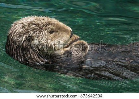 The sea otter (Enhydra lutris), marine mammal native to the coasts of the northern and eastern North Pacific Ocean. Vancouver, British Coiumbia, Canada