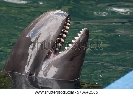 False killer whale, the fourth-largest dolphin, a member of Delphinidae, the oceanic dolphin family.  Royalty-Free Stock Photo #673642585