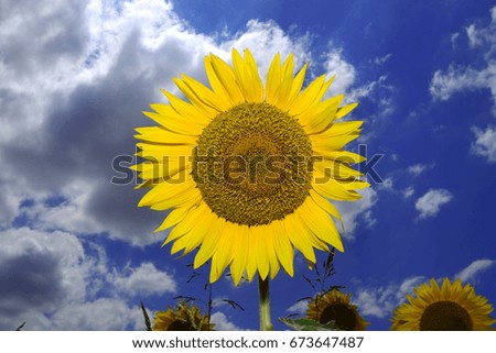 Sunflower/ Izmir Turkey