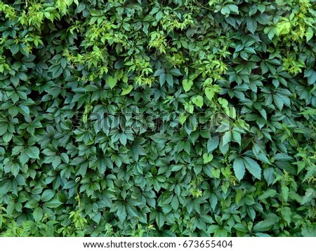 Green leaves of the hop plant on the fence Royalty-Free Stock Photo #673655404