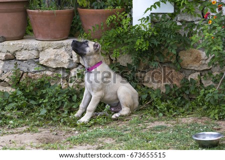 A cute Turkish Sivas Kangal puppy in the garden. Turkey