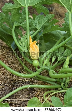 Squash plant with yellow blossom