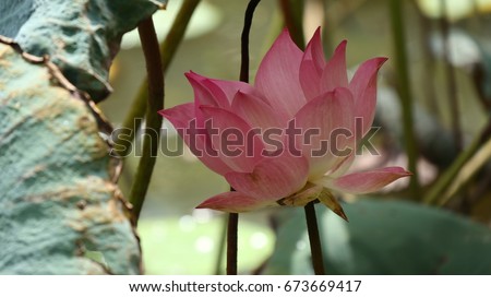the beautiful pink lotus flower or Nelumbo nucifera is blooming 