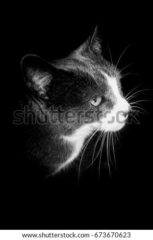 A digitally manipulated, black and white photograph of a grey and white cat. This photo was taken in Brisbane, Australia. 