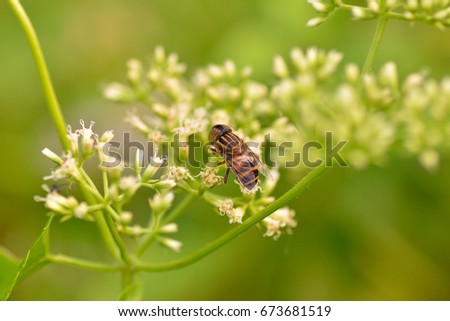 Beautiful pest are collecting honey on flowers