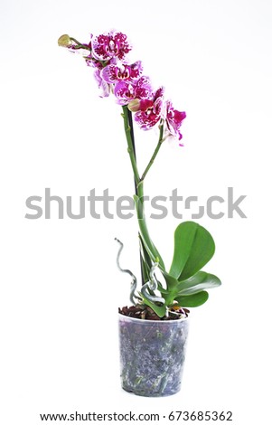 Orchidaceae. The Orchidaceae are a diverse and widespread family of flowering plants, with blooms that are often colourful and fragrant, commonly known as the orchid family.