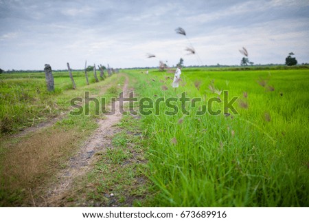 Road on nature