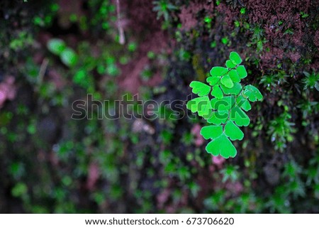 Green fern leaves with backdrop