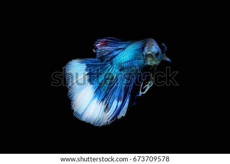 Blue siamese fighting fish, betta fish isolated on black background