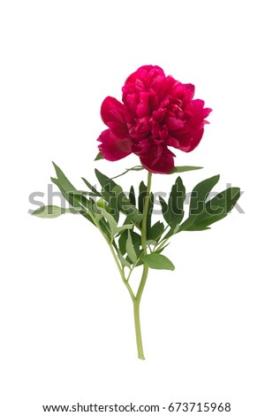 One red blooming peony with the bud isolated in the white background.