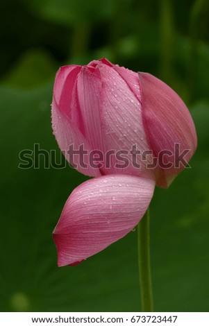 Lotus flower beginning open in the morning