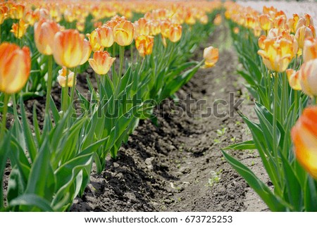 orange tulips in the field / nature background