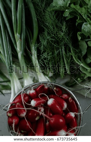 Bunches of fresh salad, dill, onion and radish