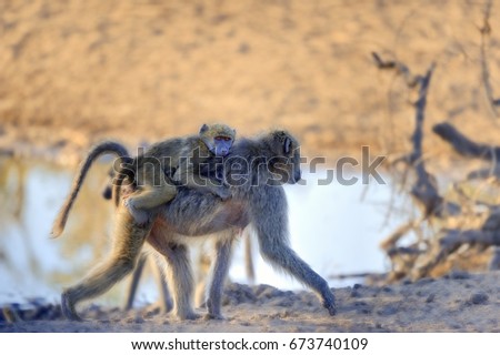  Chacma Baboon ( Papio ursinus) Juvenile rides on mother's back 