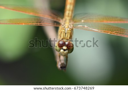 Footage Macro shots, Beautiful nature scene dragonfly. Showing of eyes and wings detail. Dragonfly in the nature habitat using as a background or wallpaper.The concept for writing an article.