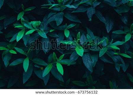 Green plant in garden and blur background, flash condition in cinematic picture