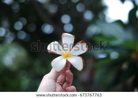 Beautiful White Plumeria Flower in my Hand Background Wallpaper