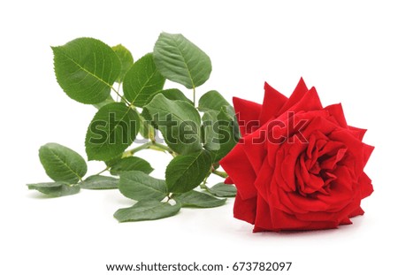 Red rose isolated on a white background.