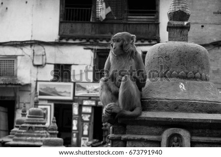asia nepal kathmandu temple monkey picture black and white