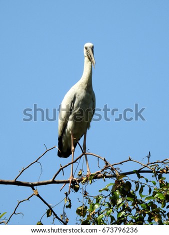 Asian Openbill Stork standing on branch of a tree          
