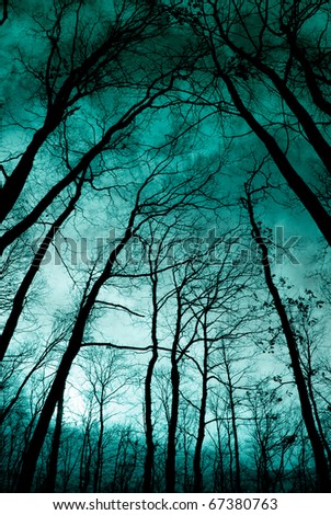 Twilight in the forest, mystic nightscape
