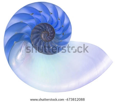 Detailed photo of a blue halved backlit  shell of a chambered nautilus (Nautilus pompilius) isolated on white Royalty-Free Stock Photo #673812088