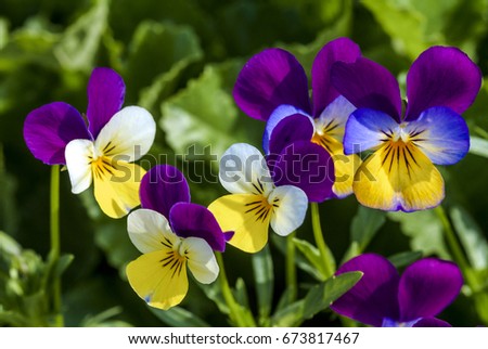 Heartsease (Viola tricolor) in garden, Moscow region, Russia Royalty-Free Stock Photo #673817467