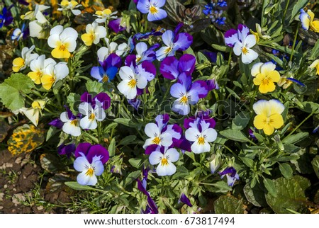 Heartsease (Viola tricolor) in garden, Moscow region, Russia Royalty-Free Stock Photo #673817494