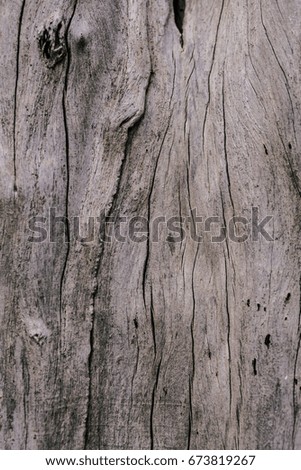 the abstract brown bark of a tree background