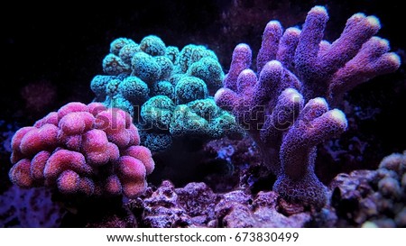 Stylophora Coral (Stylophora sp.) Royalty-Free Stock Photo #673830499